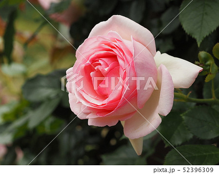 ピンク色のバラ 52396309