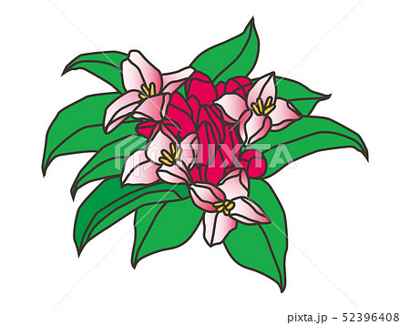 沈丁花 daphneのイラスト素材 [52396408] - PIXTA