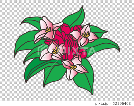 Shincho花達芙妮 Shincho花達芙妮 52396408