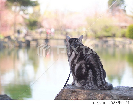 池を眺める猫　後姿 52396471