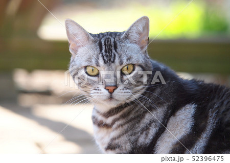 庭の猫　上半身アップ　カメラ目線 52396475