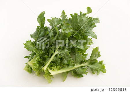 エンダイブ エンダイブ 52396813