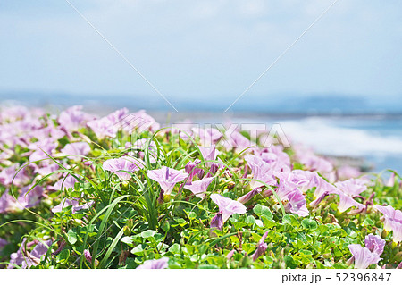 湘南海岸のピンクのハマヒルガオ 52396847