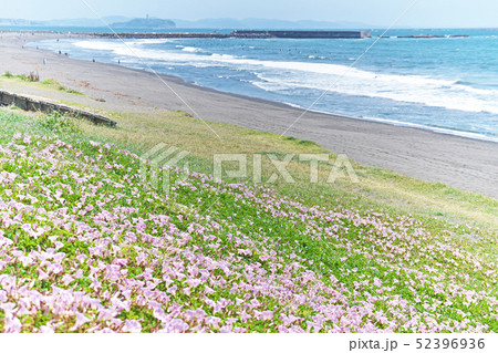湘南海岸のピンクのハマヒルガオ 湘南海岸のピンクのハマヒルガオ 52396936