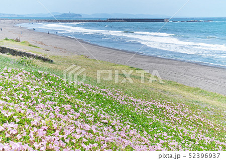 湘南海岸のピンクのハマヒルガオ 52396937
