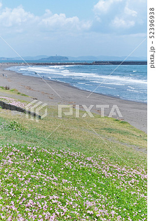 湘南海岸のピンクのハマヒルガオ 52396938