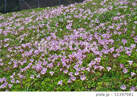 湘南海岸のピンクのハマヒルガオ 52397081