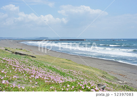 湘南海岸のピンクのハマヒルガオ 湘南海岸のピンクのハマヒルガオ 52397083