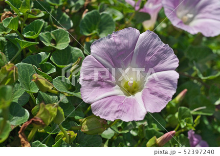 湘南海岸のピンクのハマヒルガオ 52397240