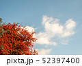 実 クコの実 夏 52397400