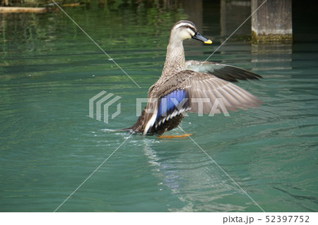 池で羽ばたく鴨 52397752