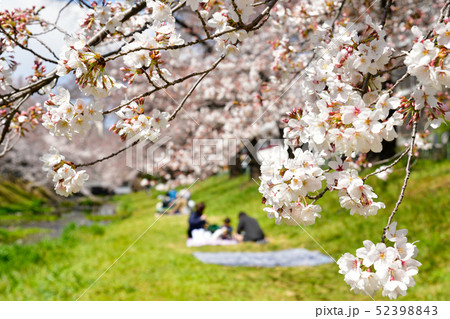 根川の桜 52398843
