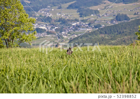 岐阜県恵那市 東農牧場 鳥1 岐阜県恵那市 東農牧場 鳥1 52398852