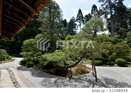 新緑の曼殊院 大書院前の庭園 新緑の曼殊院 大書院前の庭園 52398949