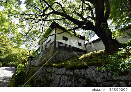 新緑の曼殊院 新緑の曼殊院 52399006