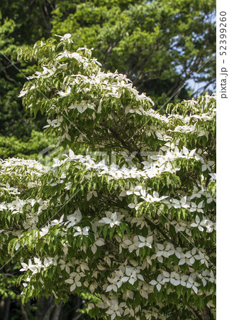 ヤマボウシの花 白い花 ヤマボウシの花 白い花 52399260