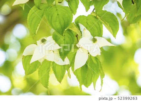 ヤマボウシの花 白い花 ヤマボウシの花 白い花 52399263