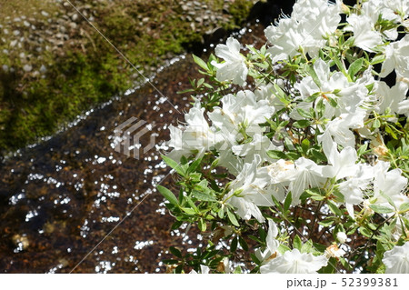 満開の白ツツジ 満開の白ツツジ 52399381
