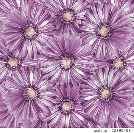 Floral pink background. Gerber. Daisy.Close-up. 52399408