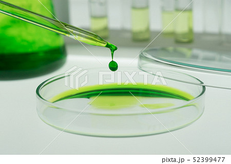 Pipettes take samples into the petri dish. Pipettes take samples into the petri dish. 52399477