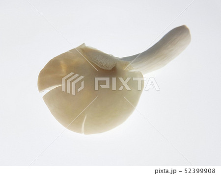 Mushroom or oyster mushrooms India (London: Indian Mushroom or oyster mushrooms India (London: Indian 52399908