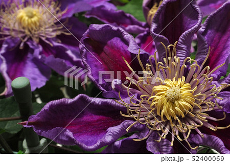 クレマチス 52400069