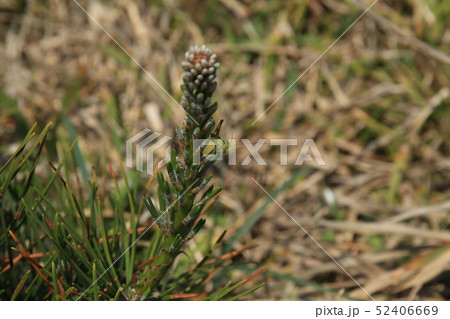 生命の松 52406669