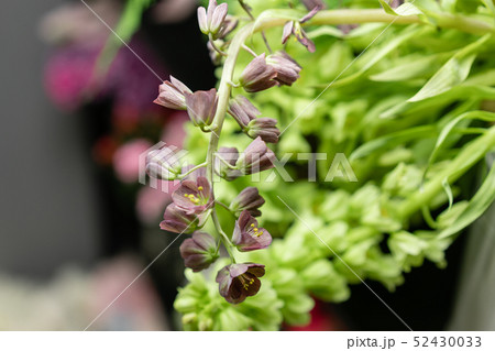Close-up flowers of Fritillaria. Flower shop concept. Glass vases with different colors on the Close-up flowers of Fritillaria. Flower shop concept. Glass vases with different colors on the 52430033