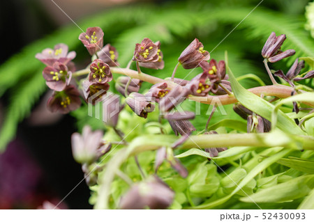 Close-up flowers of Fritillaria. Flower shop concept. Refrigerator showcases. Abstract background of Close-up flowers of Fritillaria. Flower shop concept. Refrigerator showcases. Abstract background of 52430093