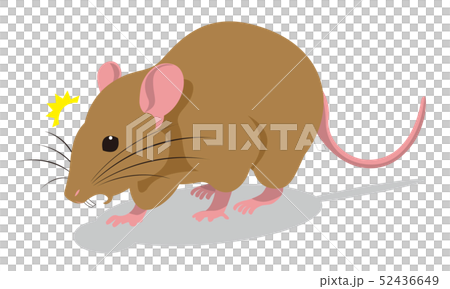 Illustration of rat 52436649