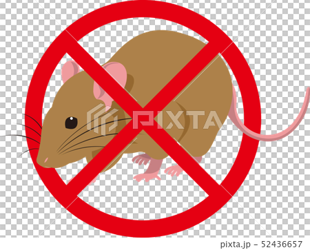 クマネズミのイラスト 52436657