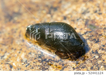 カワニナ カワニナ 52441124