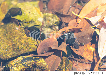 カワニナ カワニナ 52441131