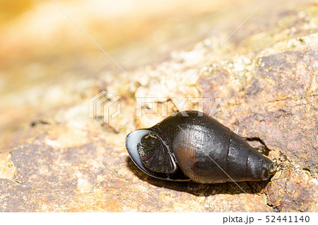 カワニナ 52441140