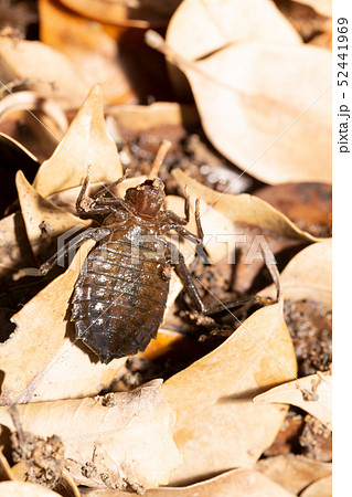 コオニヤンマ　ヤゴ 52441969