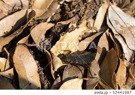 コオニヤンマ　ヤゴ 52441987