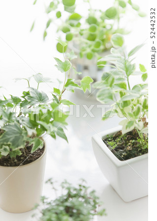 植物イメージ 52442532