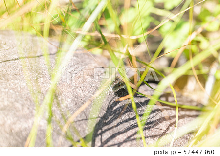 アオダイショウ 52447360