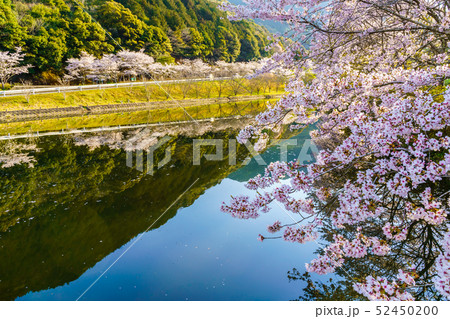 赤穂山八天桜　【佐賀県武雄市】 52450200