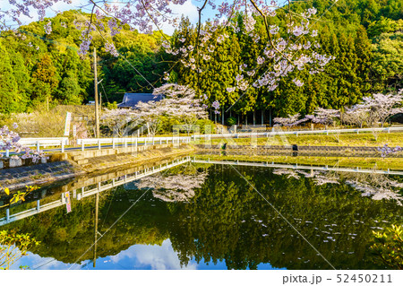 赤穂山八天桜 【佐賀県武雄市】 赤穂山八天桜 【佐賀県武雄市】 52450211