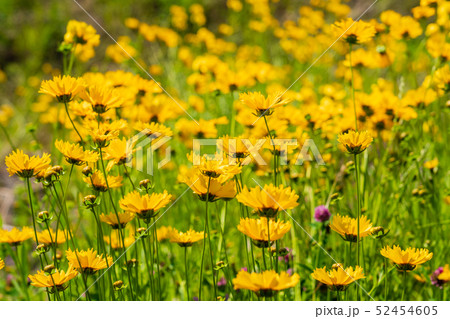 春の野の花　ブタナ 52454605