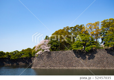 皇居の坂下門から入るときの蛤濠に咲く桜の木（１本） 52457035