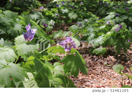 赤城自然園のシラネアオ 52461105