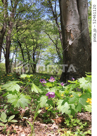 赤城自然園のシラネアオ 52461120