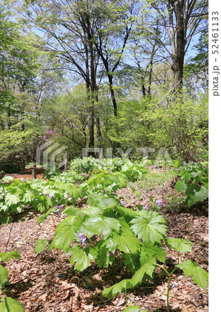 赤城自然園のシラネアオ 52461133