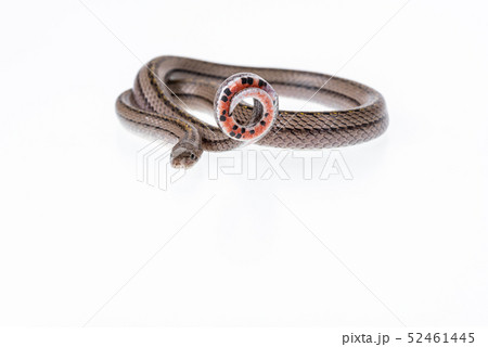 Striped kukri Snake on white background, 52461445