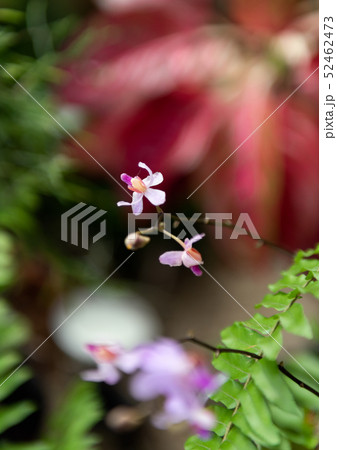 Doritis pulcherrima  Lindl.,beautiful orchid in 52462473