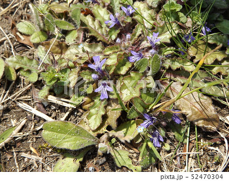 地獄の釜の蓋と呼ばれる紫の花を咲かすキランソウの写真素材