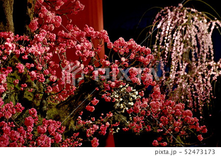 長浜の慶雲館の風景 52473173