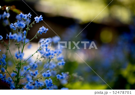 5月に咲く花 52478701